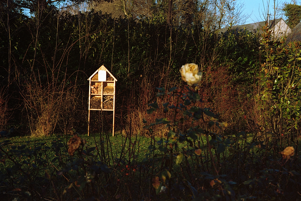Un abri en bois pour insectes, avec des compartiments, se dresse au milieu d'un jardin, bordé de buissons et de plantes. Une rose blanche flétrie est mise en avant au premier plan.