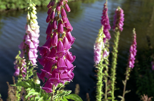 Olympus OM10 - 028 copie