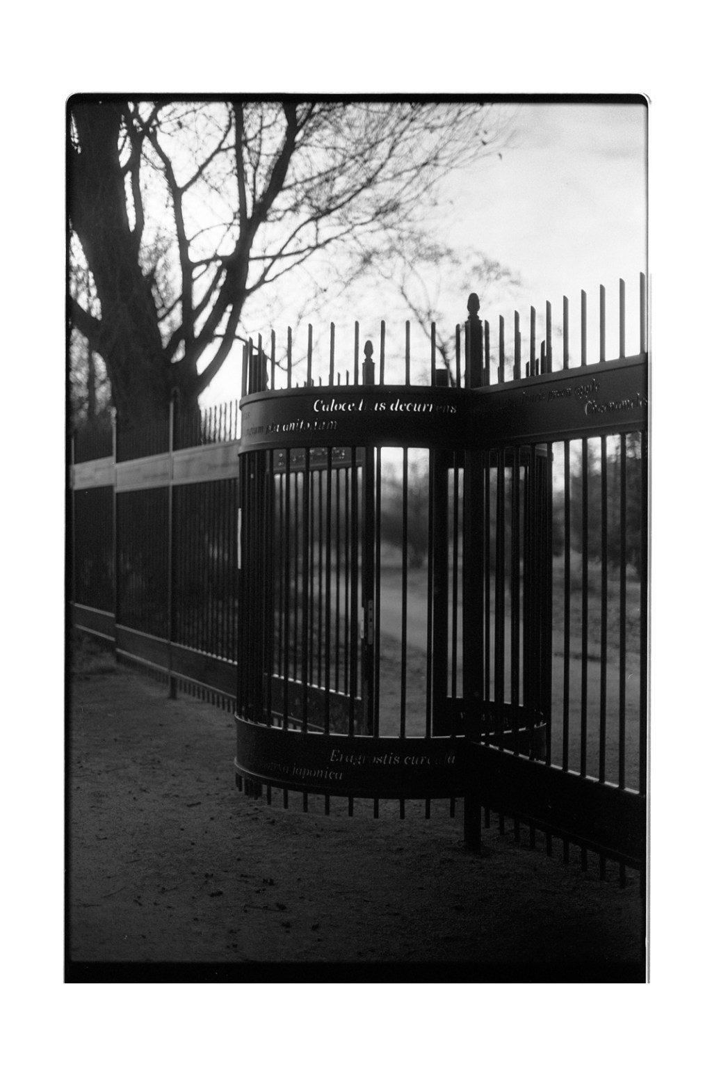 Derniers scans pellicule Fomapan et développement&nbsp;Rodinal