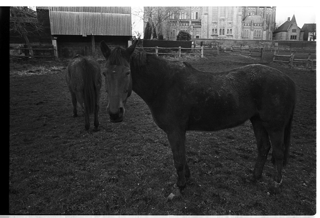 Deux chevaux se tiennent dans un pré, avec un bâtiment et des arbres en arrière-plan. L'image est en noir et blanc.