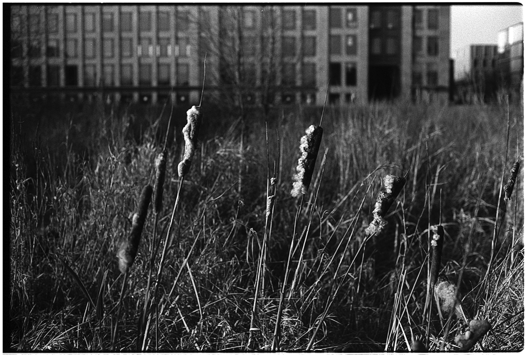 Photos de détails au 50 mm&nbsp;argentique