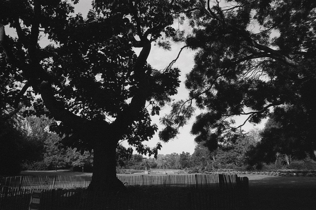 Choix d&rsquo;un révélateur pour Fomapan&nbsp;100