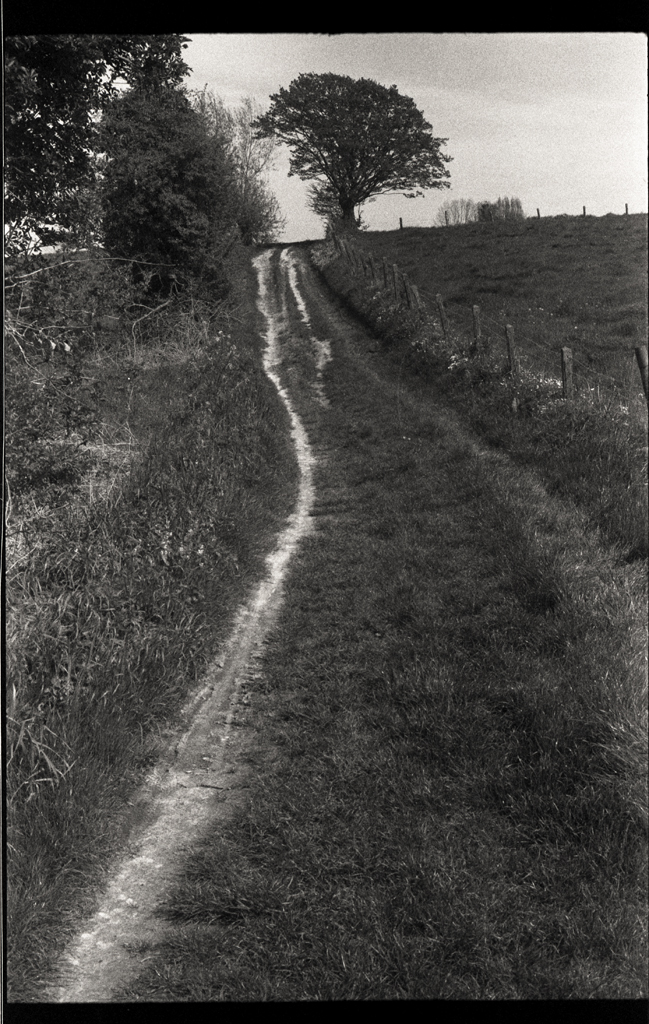 Un chemin de terre sinueux bordé d'herbe, menant vers un arbre solitaire au loin. Prise de vue avec la pellicule Bergger Pancro 400.