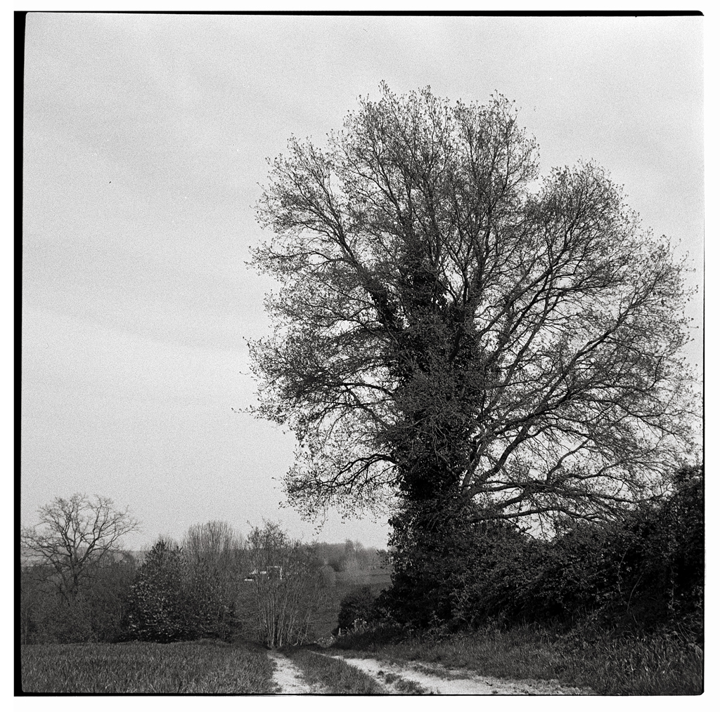 Bergger Pancro 400 et Zeiss Ikonta&nbsp;M