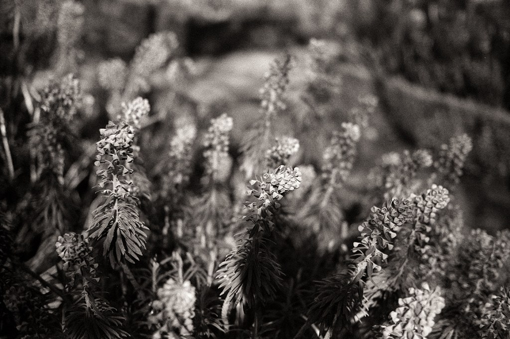 L'utilité d'un filtre gris neutre ND8 en photographie argentique. Photographier à pleine ouverture grâce à un filtre qui réduit la quantité de lumière.