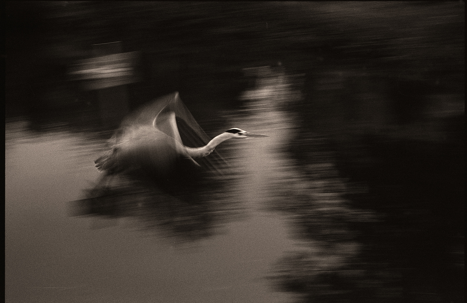 Photographie noir et blanc argentique au grain visible