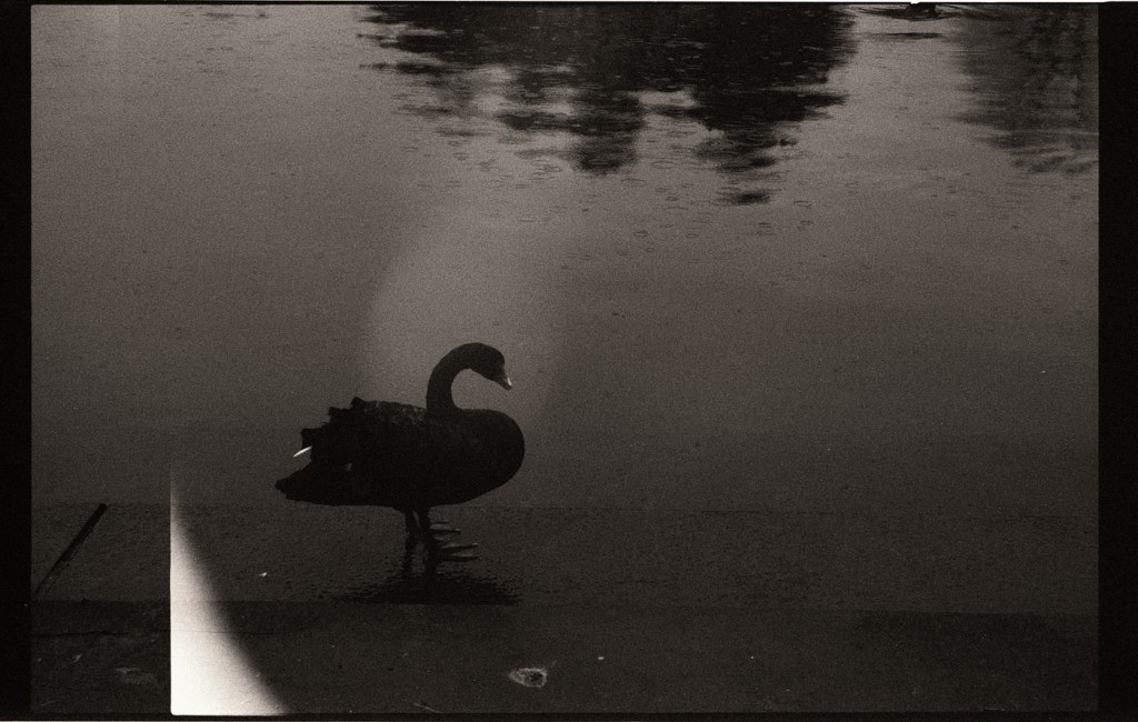 Dark photography – Black swan – Film noir et&nbsp;blanc