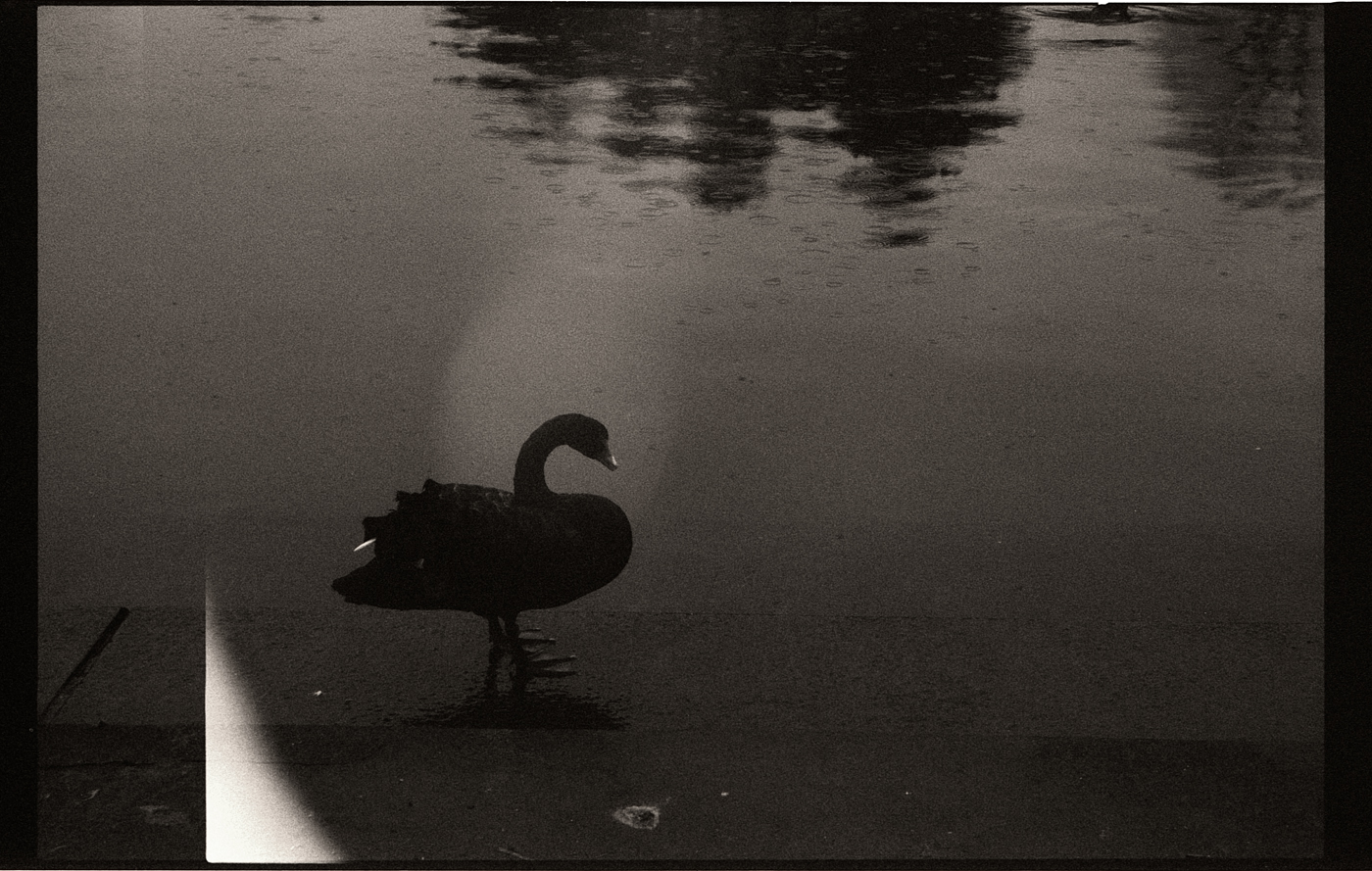 Dark photography – Black swan – Film noir et&nbsp;blanc