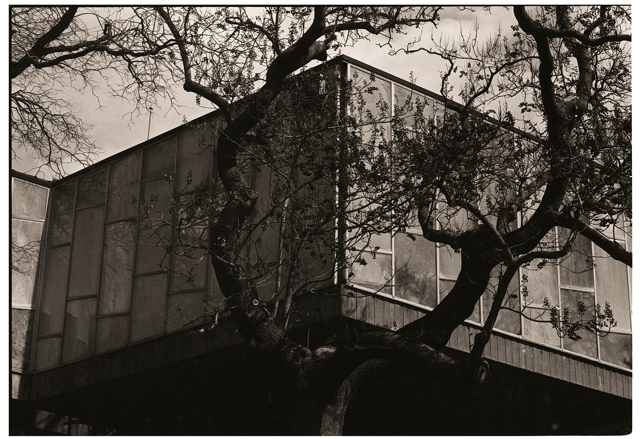 Le contraste entre le bâtiment austère d'une serre tropicale et les courbures des branches d'un grand arbre dans un jardin public. Essai argentique en noir et blanc.
